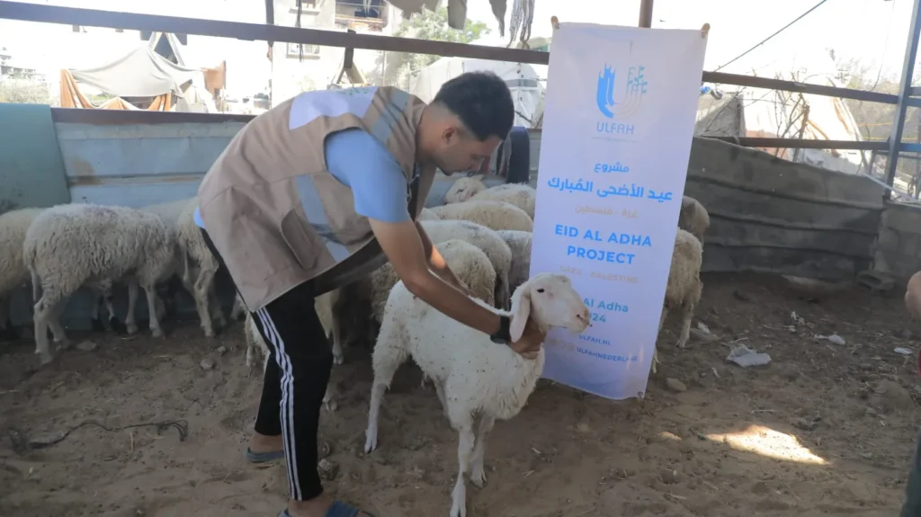 Een man houdt een schaap vast tijdens het Eid al-Adha-project in Gaza, georganiseerd door Ulfah